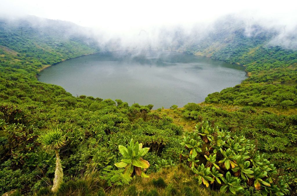 Rwanda - Volcanoes National Park
